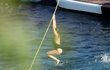 Do vody se Stella spouštěla akrobaticky i na laně.