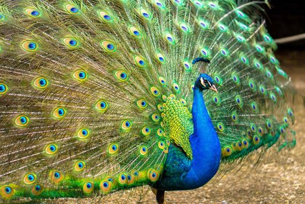 FOTO: Nejbizarnější zvířecí terapeuti nejsou to samé co asistenční psi FOTO: Nejbizarnější zvířecí terapeuti nejsou to samé co asistenční psi