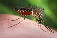 Už i v USA! Místní komáři přenáší ziku. Množí se v exotických broméliích