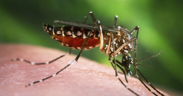 Na šíření viru zika se podílejí komáři tygrovaní