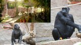 Gorily v pražské zoo se dočkají fešného „bejváku“. Budou mít klid od povodní i sousedy bez zubů