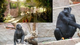 Gorily v pražské zoo se už brzy dočkají nového obydlí. Jak se na něj asi těší?