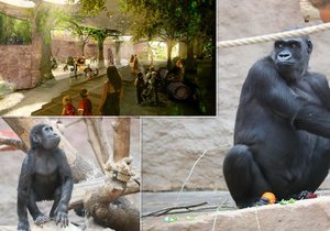 Gorily v pražské zoo se už brzy dočkají nového obydlí. Jak se na ně asi těší?