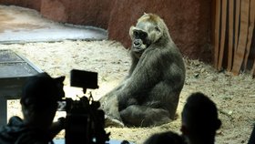 Nový pavilon goril v Zoo Praha uvítá první návštěvníky, podívejte se! Kisumu a Duni se sbližují