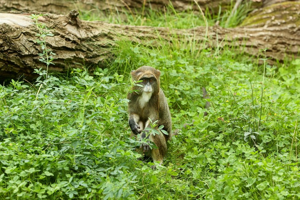 Nový pavilon goril v pražské zoo s názvem Rezervace Dja, 21. září 2022.