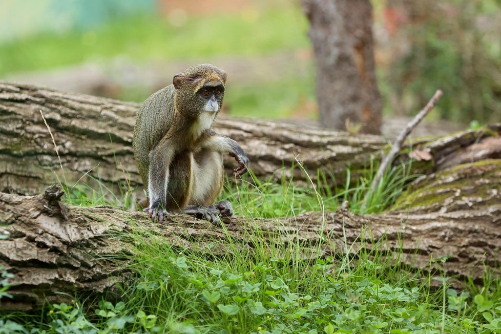 Nový pavilon goril v pražské zoo s názvem Rezervace Dja, 21. září 2022.