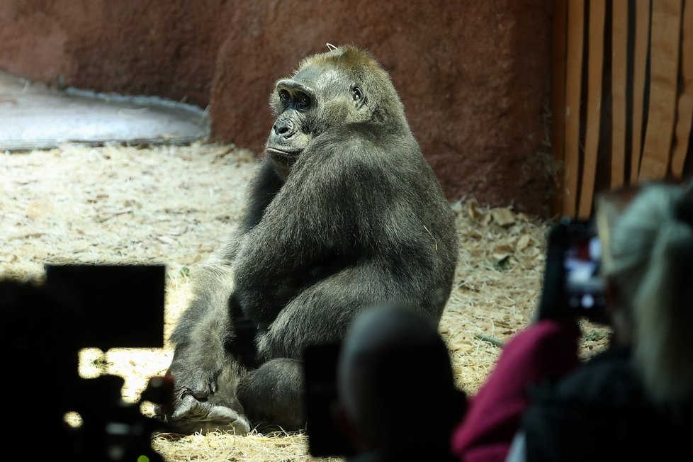 Nový pavilon goril v pražské zoo s názvem Rezervace Dja, 21. září 2022.