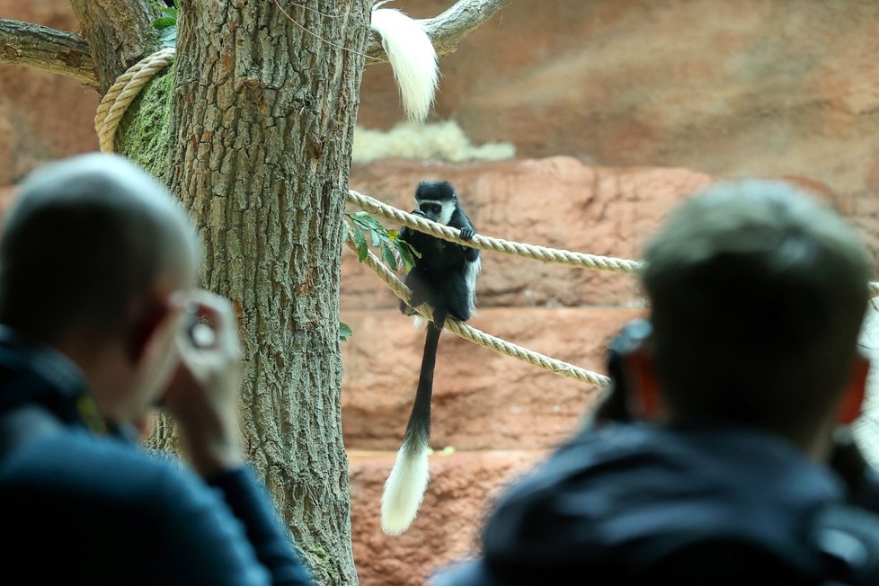 Nový pavilon goril v pražské zoo s názvem Rezervace Dja, 21. září 2022.