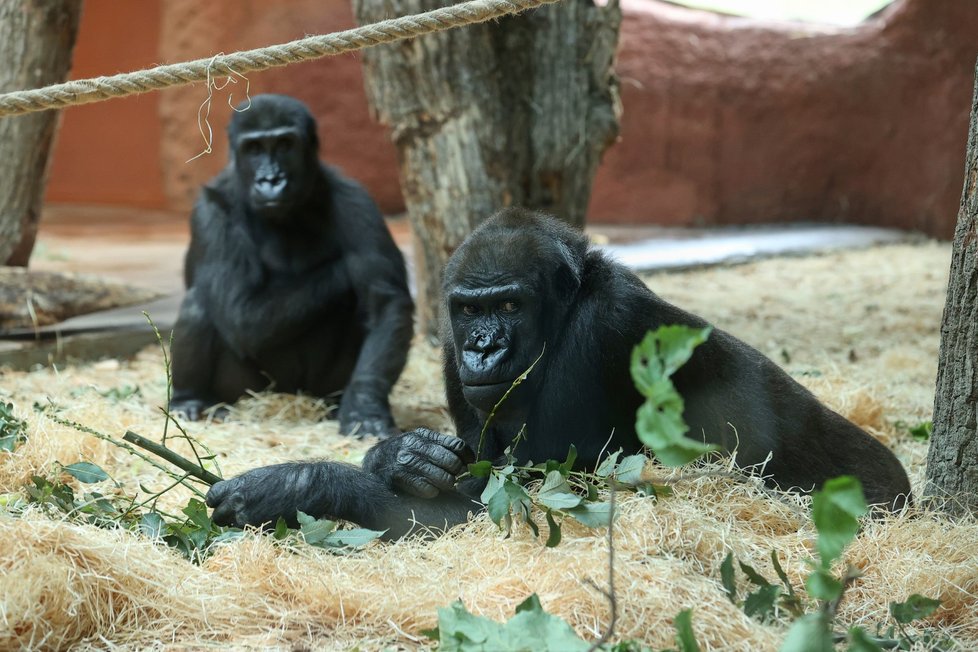 Nový pavilon goril v pražské zoo s názvem Rezervace Dja, 21. září 2022.