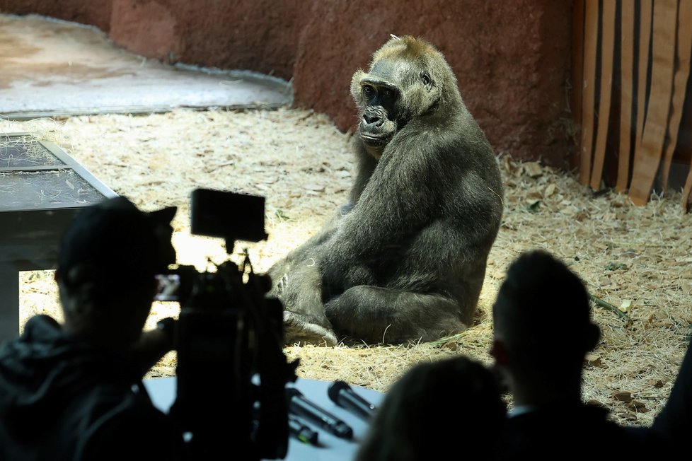 Nový pavilon goril v pražské zoo s názvem Rezervace Dja, 21. září 2022.