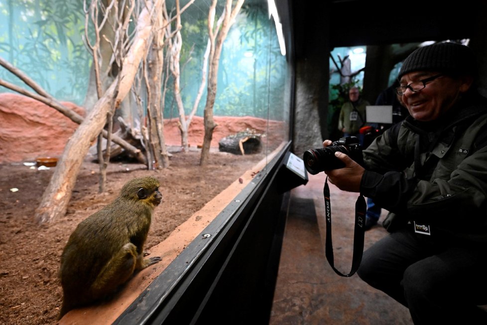 Nový pavilon goril v pražské zoo s názvem Rezervace Dja, 21. září 2022.