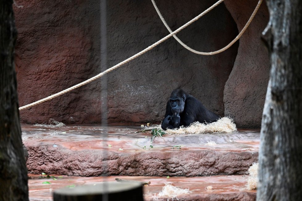 Nový pavilon goril v pražské zoo s názvem Rezervace Dja, 21. září 2022.