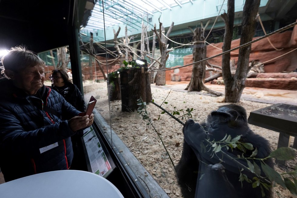 Nový pavilon goril v pražské zoo s názvem Rezervace Dja, 21. září 2022.