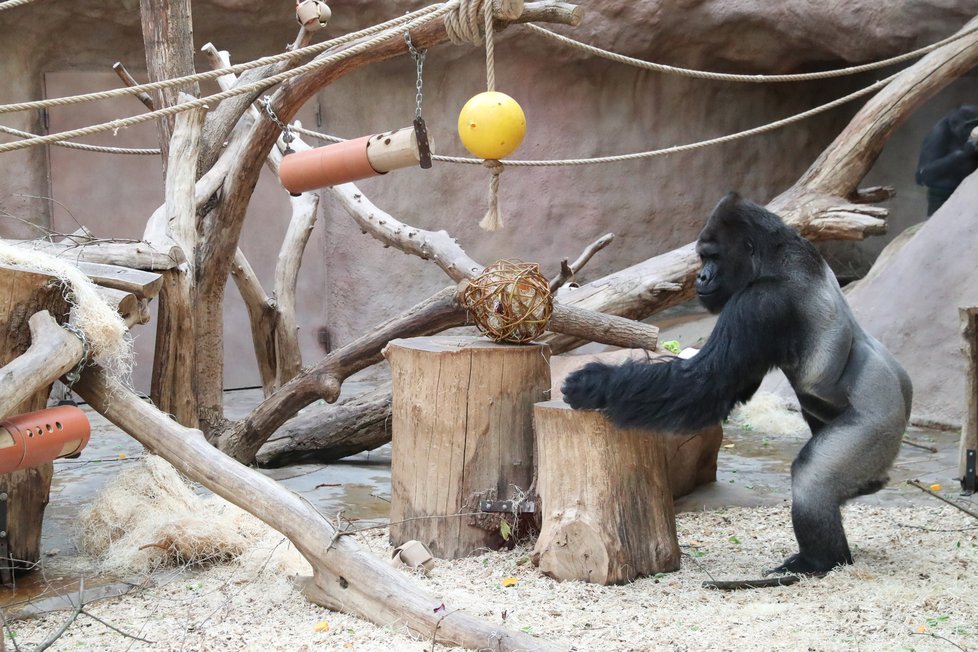 9. listopadu 2019 zahájila Zoo Praha výstavbu nového pavilonu, kde komfortní ubytování naleznou gorily.