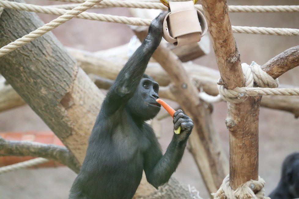 9. listopadu 2019 zahájila Zoo Praha výstavbu nového pavilonu, kde komfortní ubytování naleznou gorily.