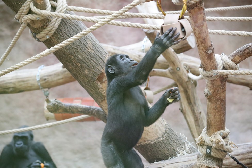 9. listopadu 2019 zahájila Zoo Praha výstavbu nového pavilonu, kde komfortní ubytování naleznou gorily.