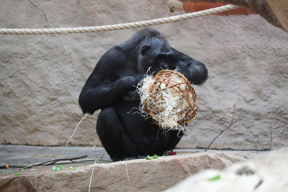 9. listopadu 2019 zahájila Zoo Praha výstavbu nového pavilonu, kde komfortní ubytování naleznou gorily.