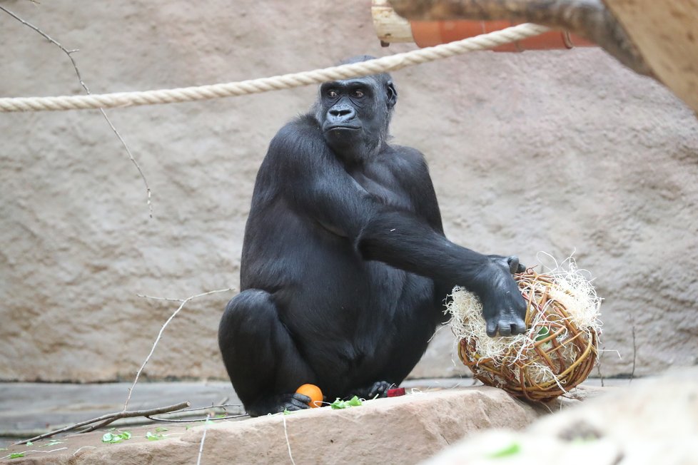 9. listopadu 2019 zahájila Zoo Praha výstavbu nového pavilonu, kde komfortní ubytování naleznou gorily.