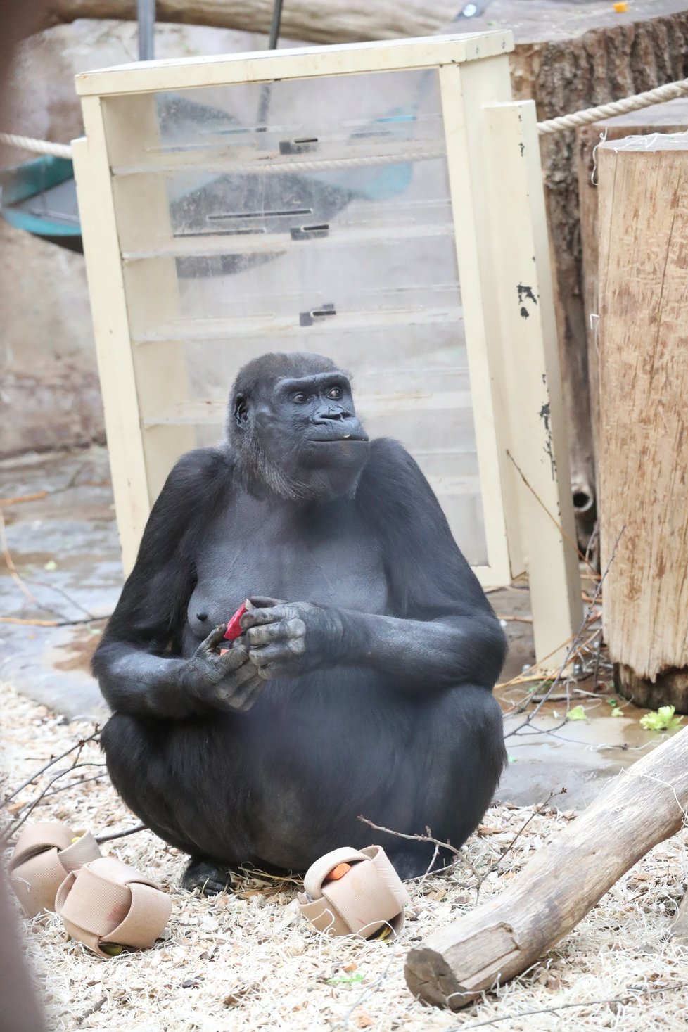 9. listopadu 2019 zahájila Zoo Praha výstavbu nového pavilonu, kde komfortní ubytování naleznou gorily.