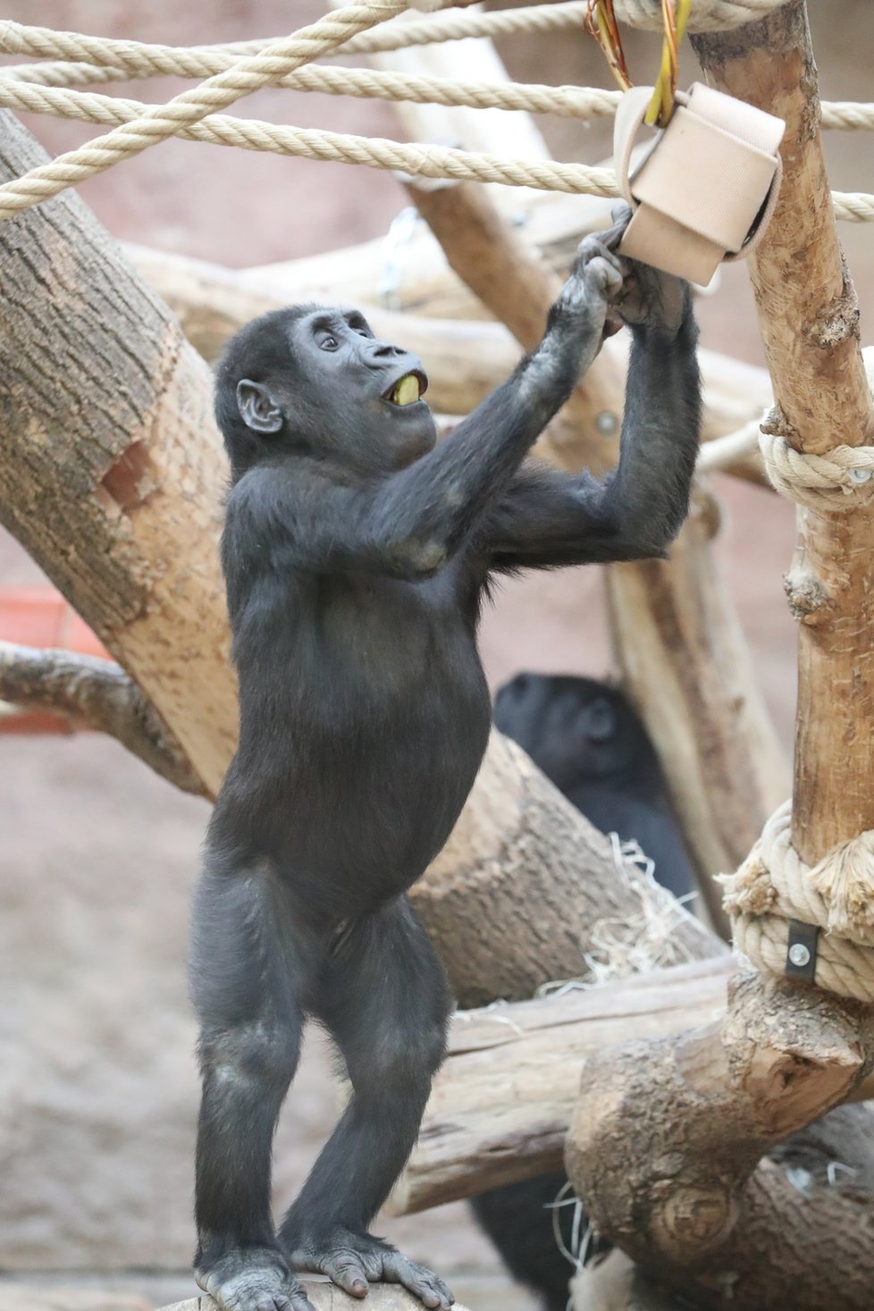 9. listopadu 2019 zahájila Zoo Praha výstavbu nového pavilonu, kde komfortní ubytování naleznou gorily.