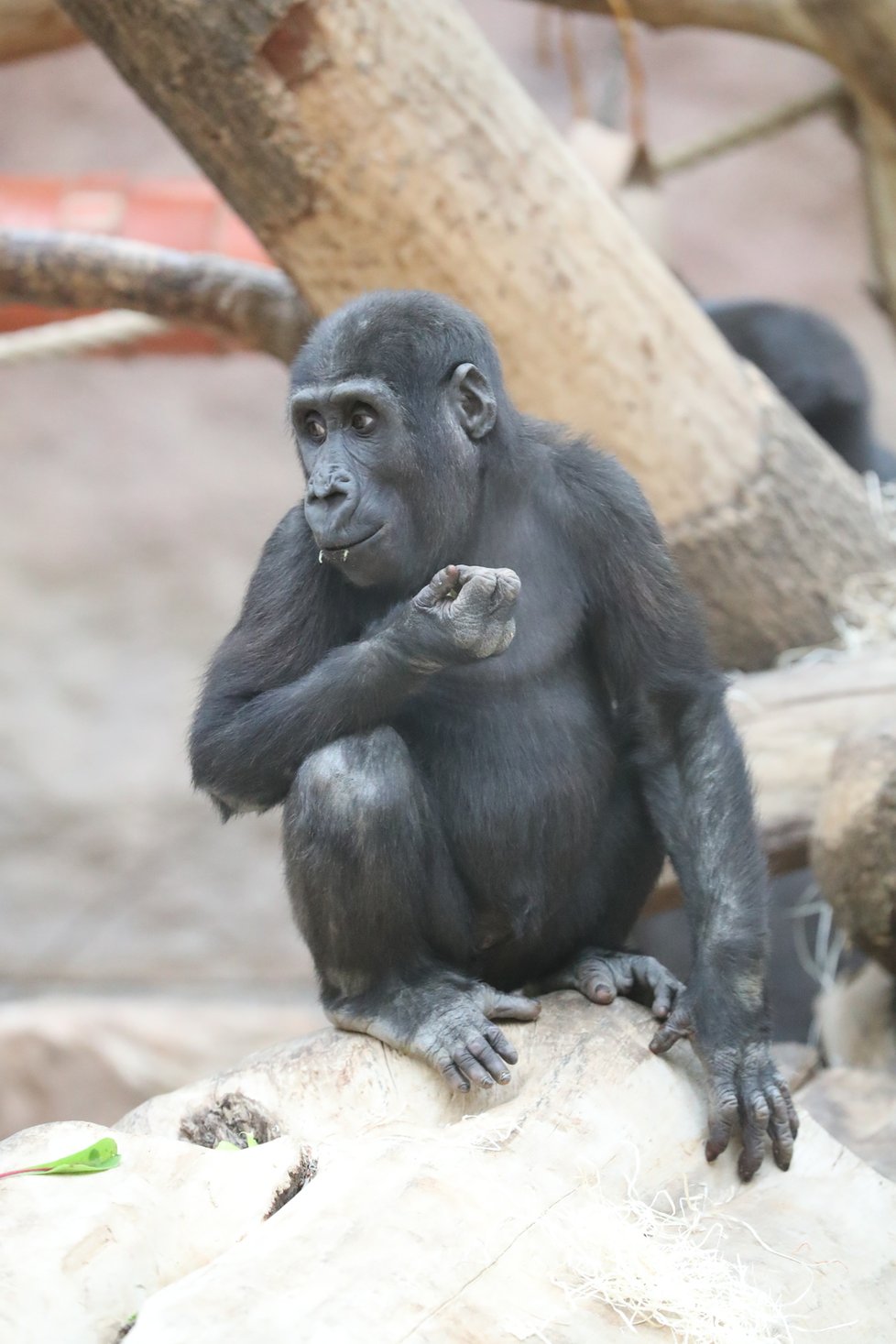 9. listopadu 2019 zahájila Zoo Praha výstavbu nového pavilonu, kde komfortní ubytování naleznou gorily.