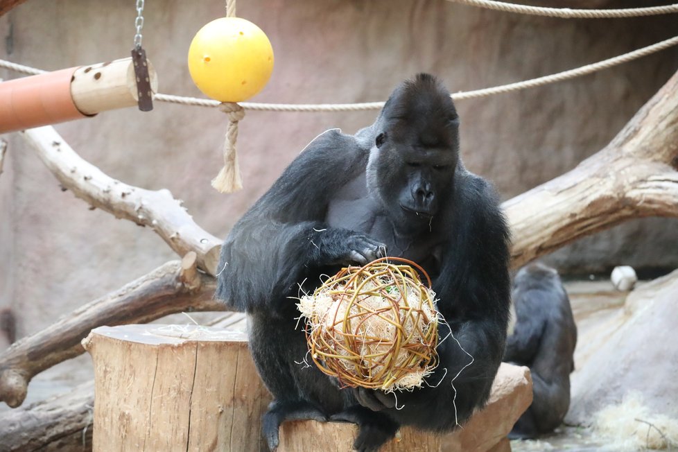 9. listopadu 2019 zahájila Zoo Praha výstavbu nového pavilonu, kde komfortní ubytování naleznou gorily.