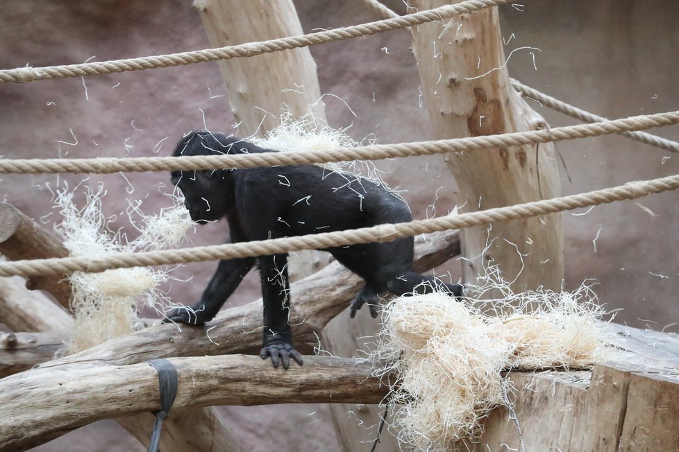 9. listopadu 2019 zahájila Zoo Praha výstavbu nového pavilonu, kde komfortní ubytování naleznou gorily.