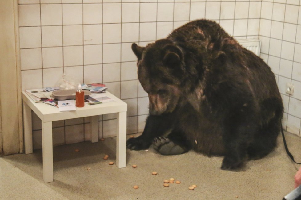 Pavla Tomicová natáčela seriál Krejzovi s medvědem