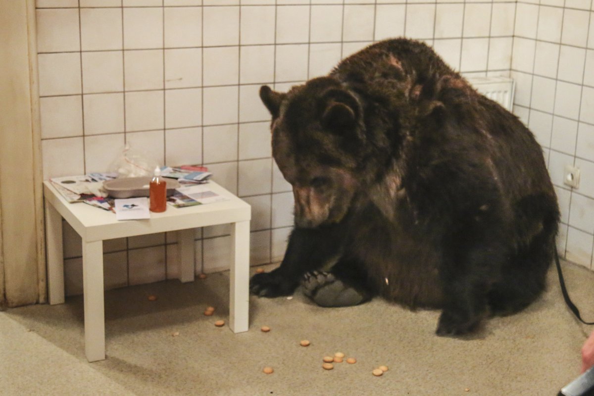 Medvěd byl v ateliérech hned jako doma.