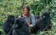 ﷯1978 Bioložka Dian Fosseyová s gorilami v parku žila. 