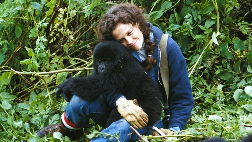 1988 Gorily v mlze  Herečka Sigourney Weaverová ztvárnila hlavní roli.