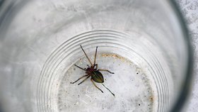 Zápřednice je nejjedovatější pavouk v Česku