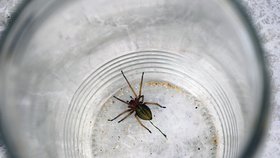 Zápřednice je nejjedovatější pavouk v Česku.