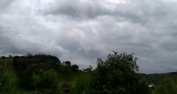 Z nebe „pršely“ stovky pavouků. Podivný úkaz zděsil Brazilce