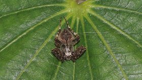 Pavouci rodu Parawixia bistriata, kteří jsou zodpovědní za podivný úkaz na nebi v Brazílii
