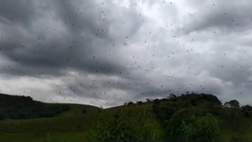 Nebe v Brazílii pokryly stovky pavouků
