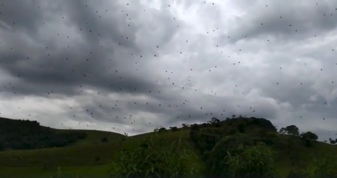 Nebe v Brazílii pokryly stovky pavouků