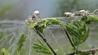 I pavouci žijí společensky. Tisíce osminožců na jedné megapavučině