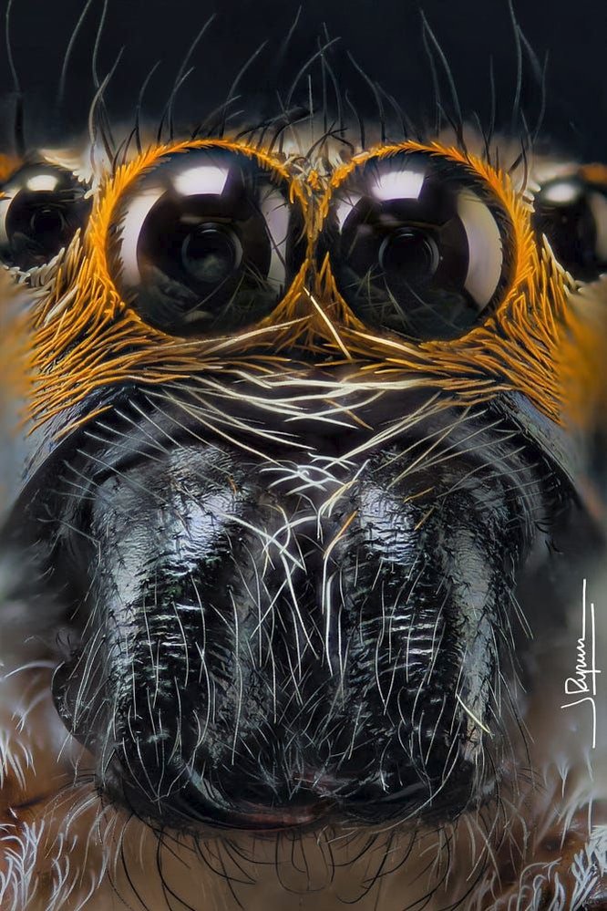 Pavouci k sežrání: Fotograf pořizuje extrémní makro snímky pavoučích očí