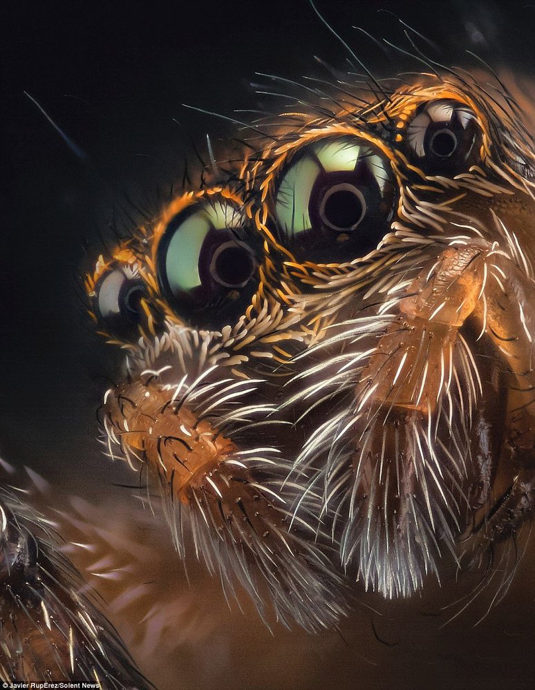 Pavouci k sežrání: Fotograf pořizuje extrémní makro snímky pavoučích očí