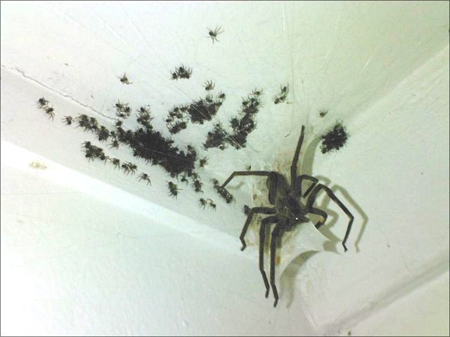 Tito pavouci často sídlí v domech či autech