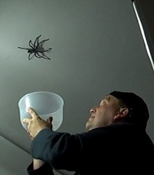 Muži se odchyt pavouka sakra nevyvedl!