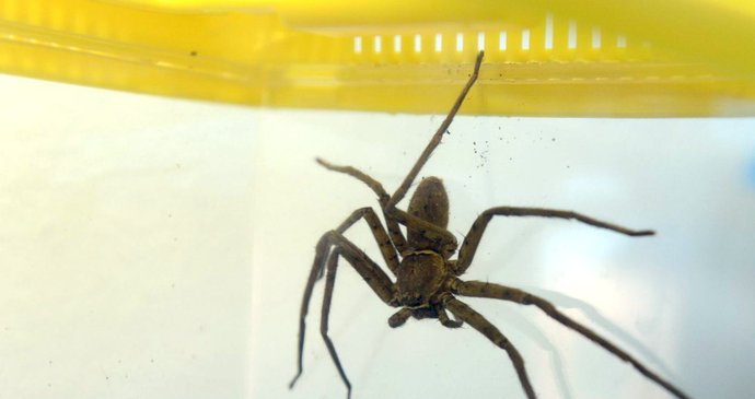 Pavouk z Ghany nespřádá pavučiny, na svou oběť skočí z výšky.