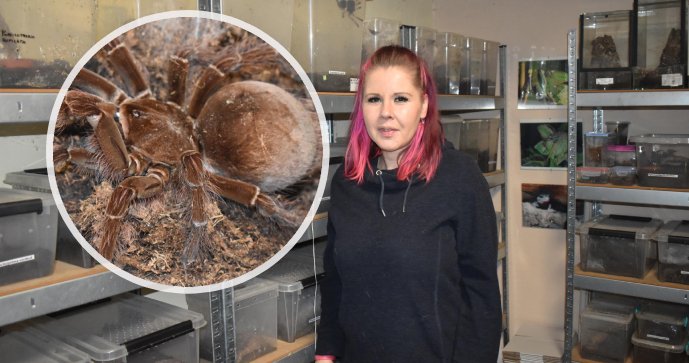 Petra (39) žije v domě s 2600 pavouky: Podívaná jen pro otrlé! A co na to sousedi?
