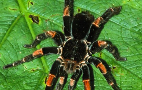 Dealer pašoval stovky jedovatých pavouků, vyděsil celníky