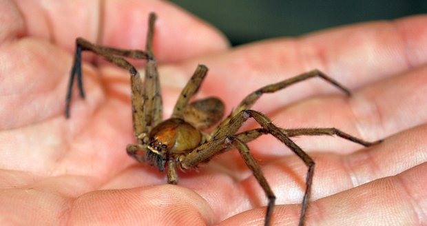 Jen mrtvého pavouka si je možno vzít bez nebezpečí do ruky
