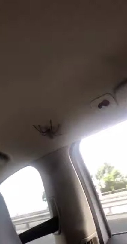 Ženy v autě vyděsil obří pavouk. Málem kvůli němu havarovali.