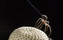 Pavouk vypouští vlákno a čeká, až ho elektrické pole dostane do vzduchu