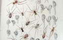 Obrázky pavouků z knihy Johna Blackwella