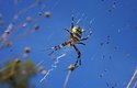 Pavouci umí plachtit i ve zcela nehybném vzduchu